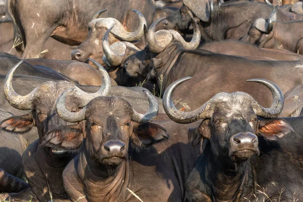 Kawanan Kerbau Yang Beristirahat Cagar Alam Manyeleti Daerah Kruger Raya — Stok Foto
