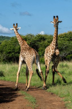 Kwa Zulu Natal 'da Sungulwane' de savaşan zürafa erkekler Güney Afrika 'da Mkuze' ye yakın.