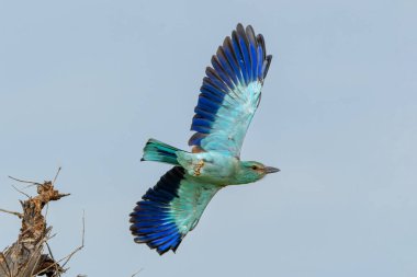 Güney Afrika 'daki Kruger Ulusal Parkı' nda bir çalılığın tepesinden uçan Avrupalı patenci.