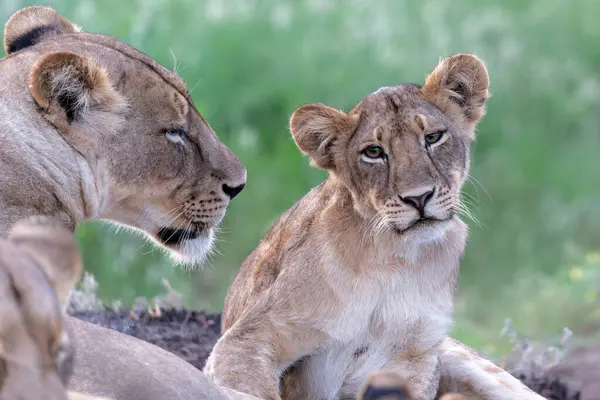 Lioness Tinggal Bersama Dengan Anaknya Yang Lucu Mashatu Game Reserve — Stok Foto