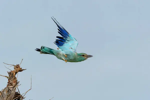 Roller Eropa Terbang Jauh Dari Puncak Semak Semak Kruger National — Stok Foto