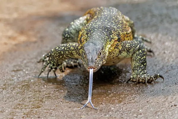 stock image Water Monitor Lizard (Varanus niloticus) or Nile Monitor Lizard searching for food in Hluhluwe National Park in South Africa
