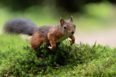 Hollanda 'daki Noord Brabant ormanına atlayan Avrasya kızıl sincabı (Sciurus vulgaris).