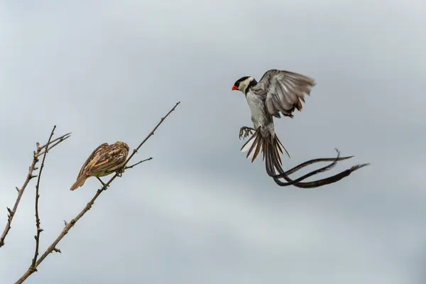 Pin-tailed Whydah male fluttering and courting in the air to impress the female in the breeding season in Hluhluwe Imfolozi Game Reserve in Kwa Zulu Natal in South Africa
