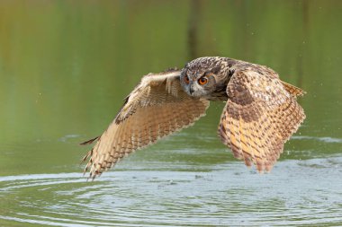 Hollanda 'nın Gelderland kentindeki bir gölün üzerinde uçan Avrupa Kartal Baykuşu (Bubo bubo).                               