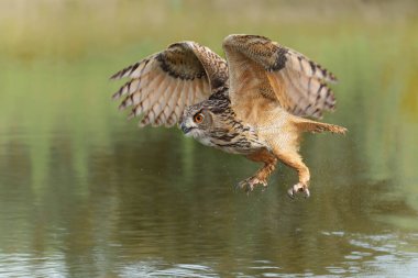 Hollanda 'nın Gelderland kentindeki bir gölün üzerinde uçan Avrupa Kartal Baykuşu (Bubo bubo).                               