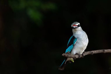 Woodland Kingfisher (Halcyon senegalensis) Botswana 'daki Tuli Bloğunda Mashatu Oyun Rezervi' nde bir şubede oturuyor.