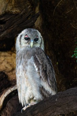 Verreaux's Eagle-owl (Bubo lacteus or Ketupa lactea) is also known as the Giant Eagle-owl sitting in a tree in Mashatu Game Reserve in the Tuli Block in Botswana clipart