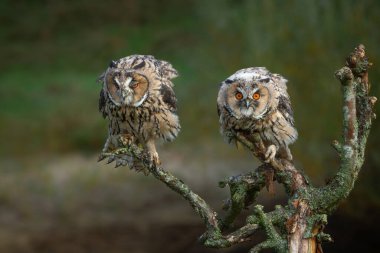 Hollanda 'nın Gelderland şehrinde bir dalda oturan güzel uzun kulaklı baykuş (Asio otus) yetişkin bir yetişkin.