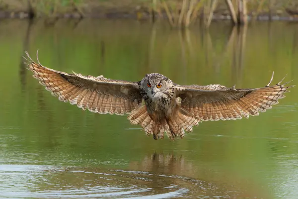 Burung Hantu Elang Eropa Bubo Bubo Terbang Atas Sebuah Danau — Stok Foto