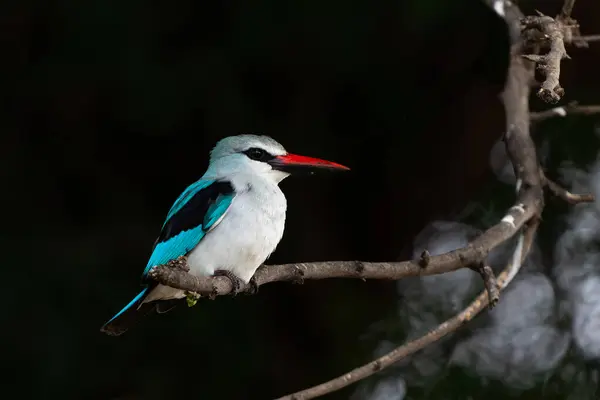 Woodland Kingfisher Halcyon Senegalensis Sitter Gren Mashatu Game Reserve Tuli – stockfoto