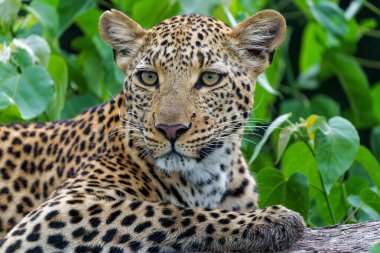 Yeşil mevsimde leopar dişi. Botswana 'daki Okavango Deltası' nda av arıyordu.  