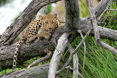 Yeşil mevsimde leopar dişi. Botswana 'daki Okavango Deltası' nda av arıyordu.  