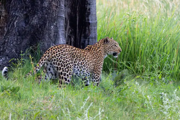 Yeşil mevsimde leopar dişi. Botswana 'daki Okavango Deltası' nda av arıyordu.  