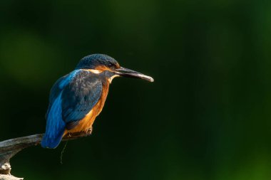 Ortak Kingfisher (Alcedo) Hollanda 'da bir dalda oturuyor ve ormanda balık tutuyor.