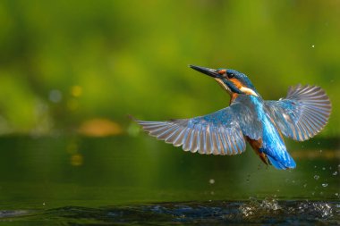 Ortak Kingfisher (Alcedo) Hollanda ormanlarında balık avlamak için uçar ve dalardı