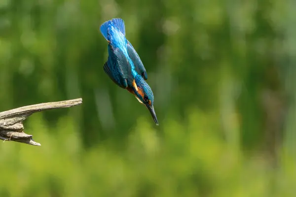 Common Kingfisher Alcedo Atthis Flyr Dykker Fisk Skogen Nederland – stockfoto