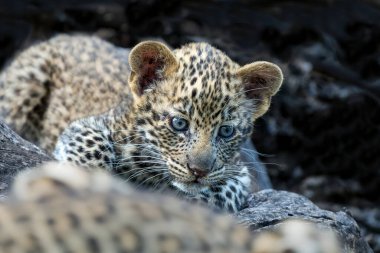 Sevimli leopar yavrusu. Bu leopar (Panthera pardus) yavrusu, annesi Botswana 'daki Tuli Bloğunda bir oyun parkına geldiğinde yuvadan çıkıyor.