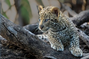 Sevimli leopar yavrusu. Bu leopar (Panthera pardus) yavrusu, annesi Botswana 'daki Tuli Bloğunda bir oyun parkına geldiğinde yuvadan çıkıyor.