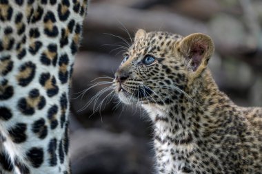 Sevimli leopar yavrusu. Bu leopar (Panthera pardus) yavrusu, annesi Botswana 'daki Tuli Bloğunda bir oyun parkına geldiğinde yuvadan çıkıyor.