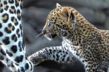 Sevimli leopar yavrusu. Bu leopar (Panthera pardus) yavrusu, annesi Botswana 'daki Tuli Bloğunda bir oyun parkına geldiğinde yuvadan çıkıyor.