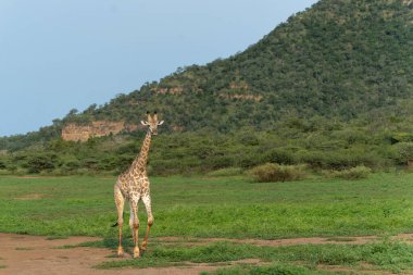 Mkuze Şelalesi 'nde yürüyen zürafa Kwa Zulu Natal' da, Güney Afrika 'da Mkuze yakınlarında.