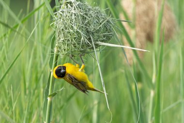 Küçük Maskeli Weaver (Ploceus intermedius), Güney Afrika 'daki Kruger Ulusal Parkı' nda yuva yapan ve dişiyi etkilemeye çalışan bir erkek.