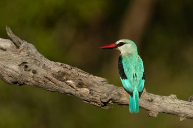 Woodland Kingfisher (Halcyon Senegalensis), Güney Afrika 'daki Büyük Kruger Bölgesi' nde bulunan Manyeleti Oyun Rezervi 'nin sıcak ışığıyla öğleden sonra bir dalda oturuyor.