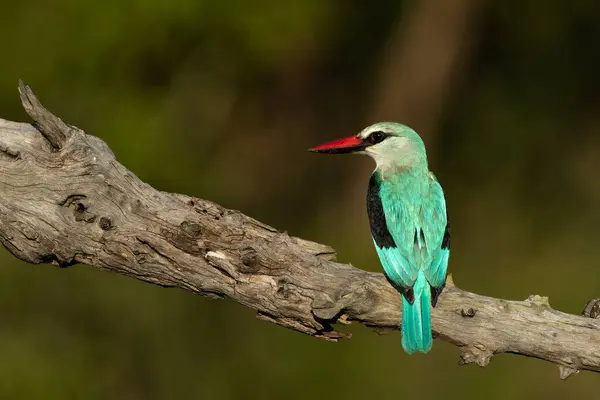 Woodland Kingfisher Halcyon Senegalensis Sitter Gren Sent Ettermiddagen Med Varmt – stockfoto