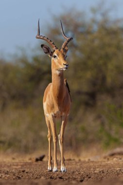 Impala, Botswana 'daki Tuli Bloğunda Mashatu' da bir su birikintisinde içki içmenin eşiğine geldi.