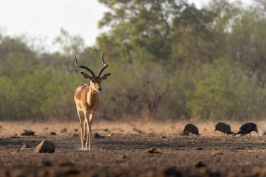 Impala, Botswana 'daki Tuli Bloğunda Mashatu' da bir su birikintisinde içki içmenin eşiğine geldi.
