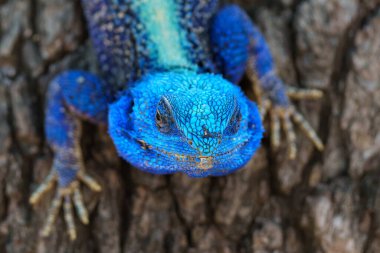Güney Ağacı Ağacı (Acanthocercus atricollis) Güney Afrika 'daki Kruger Ulusal Parkı' nda bir ağaçta duruyor.