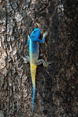 Güney Ağacı Ağacı (Acanthocercus atricollis) Güney Afrika 'daki Kruger Ulusal Parkı' nda bir ağaçta duruyor.