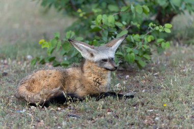 Yarasa kulaklı tilki (Otocyon megalotis) yetişkin Botswana 'daki Tuli Bloğundaki Mashatu Oyun Rezervi' nde takılıyor.