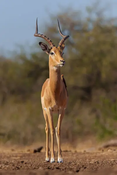 Impala มาใกล าหร บการด าใน Mashatu Game Reserve Tuli Block — ภาพถ่ายสต็อก