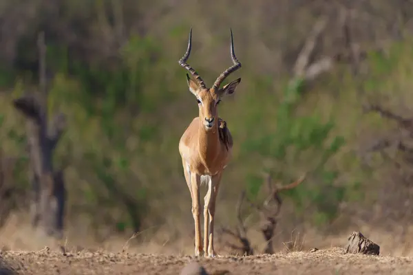 Impala Datang Dekat Untuk Minum Sebuah Mata Air Mashatu Game — Stok Foto