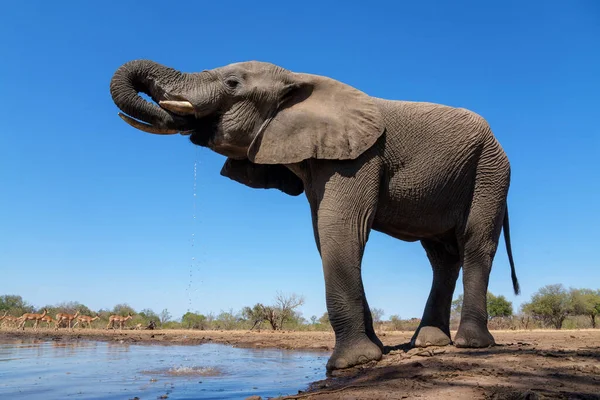 Gajah Minum Dan Mandi Mata Air Mashatu Game Reserve Blok — Stok Foto