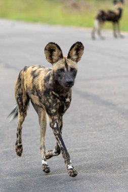 Afrika Vahşi Köpeği yiyecek arıyor, Güney Afrika 'daki Kruger Ulusal Parkı' nda oynuyor ve koşuyor.