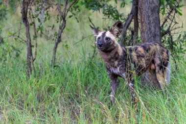 African Wild Dog searching for food, playing and running in the Kruger National Park in South Africa clipart