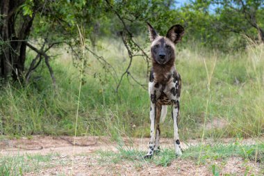 Afrika Vahşi Köpeği yiyecek arıyor, Güney Afrika 'daki Kruger Ulusal Parkı' nda oynuyor ve koşuyor.