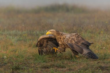 Beyaz kuyruklu kartallar (Haliaeetus albicilla) sabahın erken saatlerinde Polonya ormanlarındaki bir tarlada yiyecek arıyorlar..