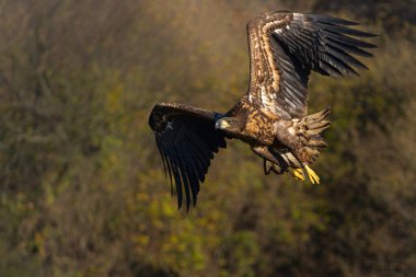 Kartal uçuyor. Beyaz kuyruklu kartallar (Haliaeetus albicilla) Polonya ormanındaki bir tarlada sabah yiyecek aramak için uçarlar..