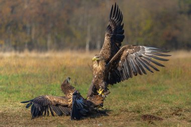 Kartal savaşı. Beyaz kuyruklu kartallar (Haliaeetus albicilla) Polonya ormanlarındaki bir tarlada yiyecek için savaşıyorlar.
