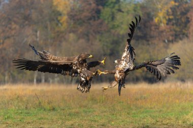 Eagle battle. White tailed eagles (Haliaeetus albicilla) fighting for food on a field in the forest in Poland clipart