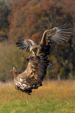 Kartal savaşı. Beyaz kuyruklu kartallar (Haliaeetus albicilla) Polonya ormanlarındaki bir tarlada yiyecek için savaşıyorlar.