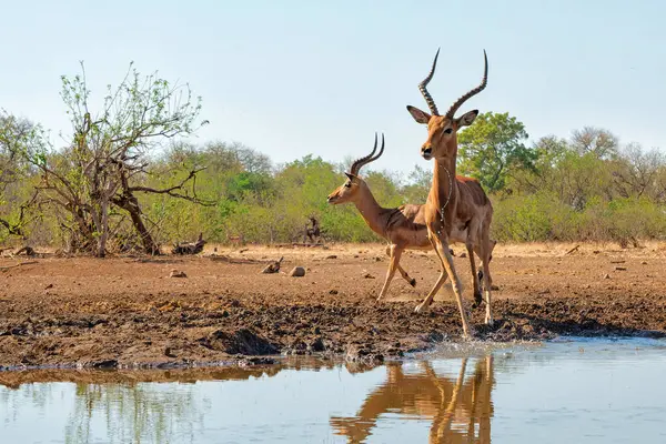 Laki Laki Impala Datang Untuk Minum Mata Air Mashatu Game — Stok Foto