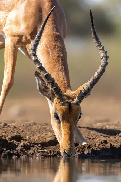 Laki Laki Impala Datang Untuk Minum Mata Air Mashatu Game — Stok Foto