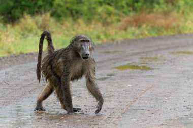 Babun, Güney Afrika 'daki Kruger Ulusal Parkı' nda yeşil mevsimde yağmurda yiyecek arıyor.