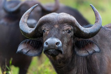 Güney Afrika 'daki Kruger Ulusal Parkı' nda yağmur altında duran bir bufalonun portresi.