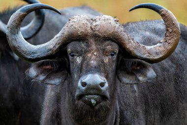 Güney Afrika 'daki Kruger Ulusal Parkı' nda yağmur altında duran bir bufalonun portresi.